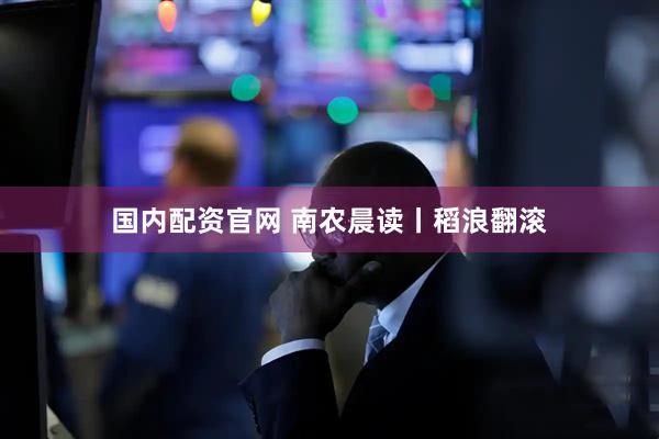 国内配资官网 南农晨读丨稻浪翻滚